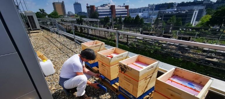 Imker Dantcho kniet neben vier Bienenkästen auf dem MyPlace-Dach in Wien